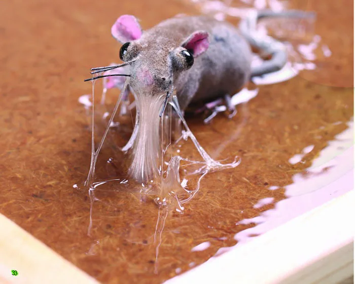 Едят ли мышей. Мышонок живой. Крыса Живая.