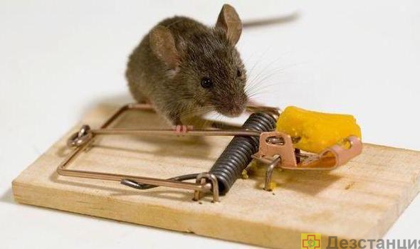 как избавиться от домашних мышей