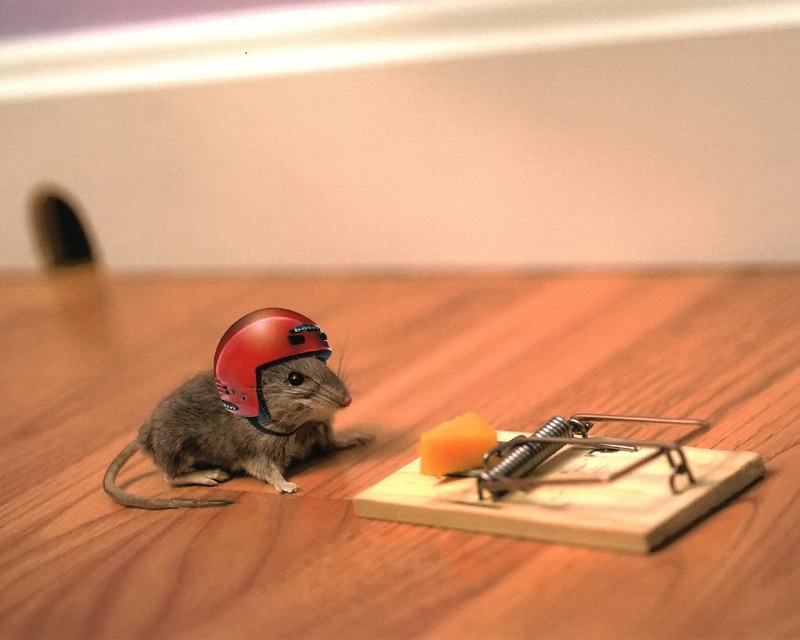 Мыши - умные существа