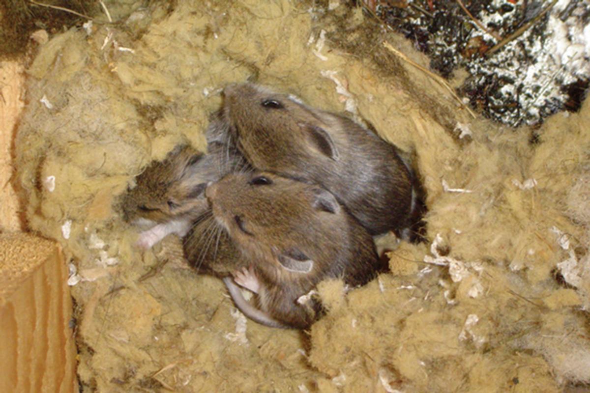 Мышиные гнезда фото
